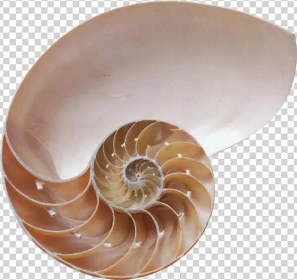 Seashell Png