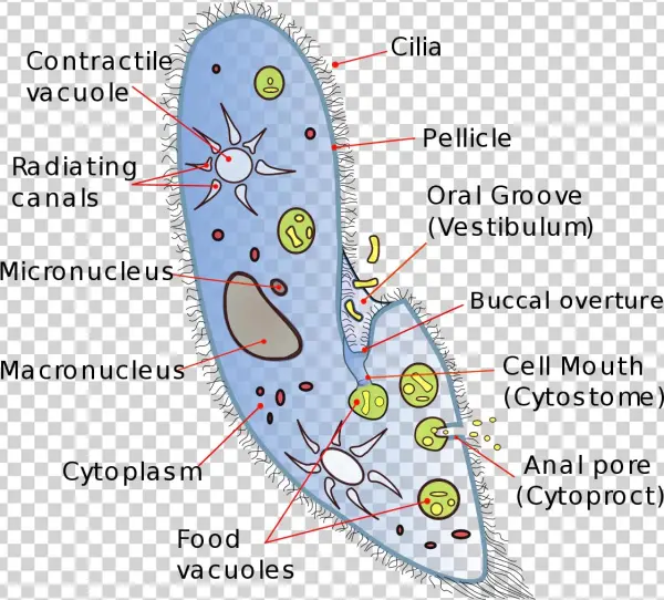 Contractile Vacuole