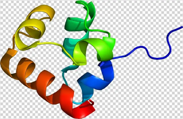 Cytosol