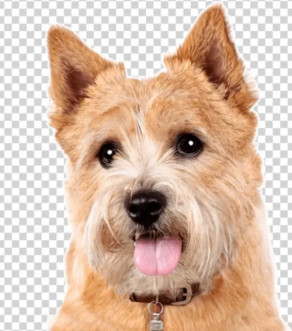 Search - Terrier
