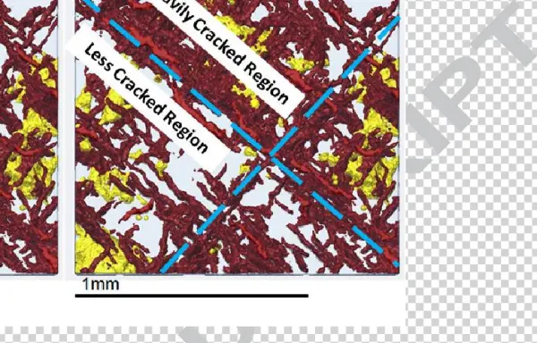 Vector Freeuse Download Microct Data Showing The And - Yellow