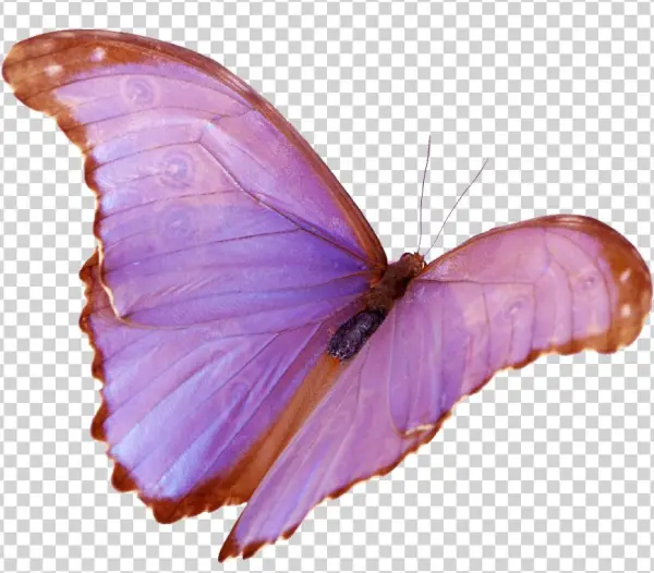 Wings
