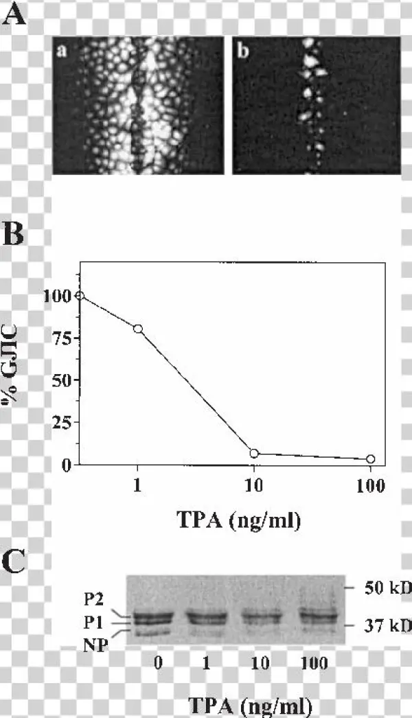 Cells Were Cultured Without (a) Or With 100 Ng/ml Tpa