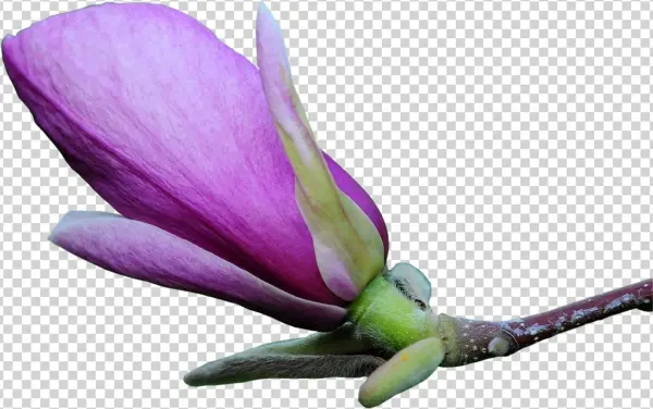 Clip Art Photoshop Transprent Png Free Download