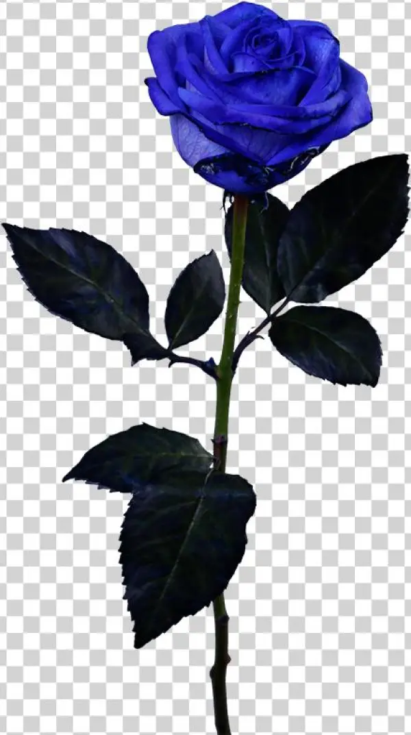 Floribunda