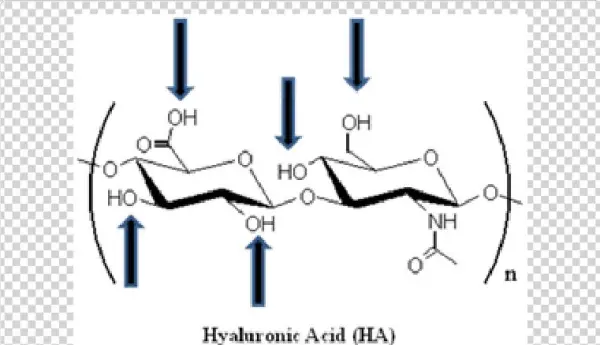 Spatial Structure Of Hyaluronic Acid - Hyaluronan