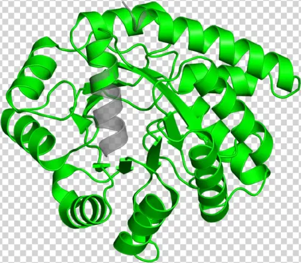 Alpha Symbol Png
