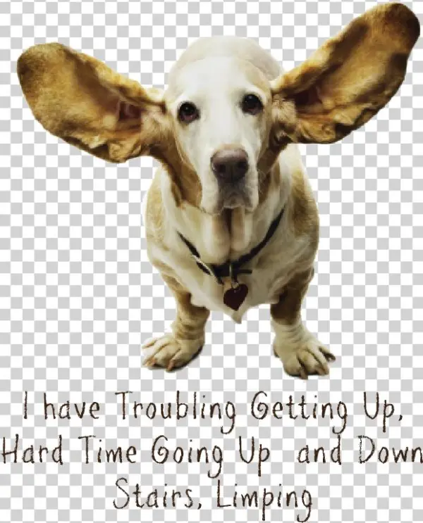 Dog Senior