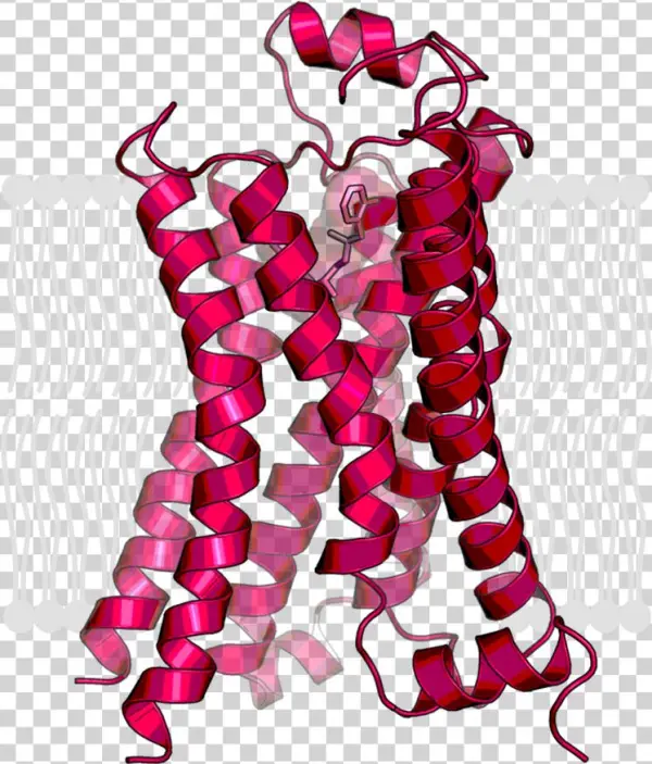 Human Beta2 Adrenoreceptor In The Active State