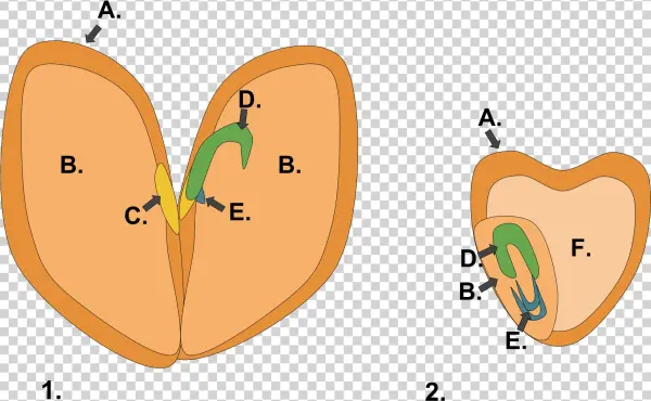 File Monocot Dicot Svg Wikimedia Commons Open