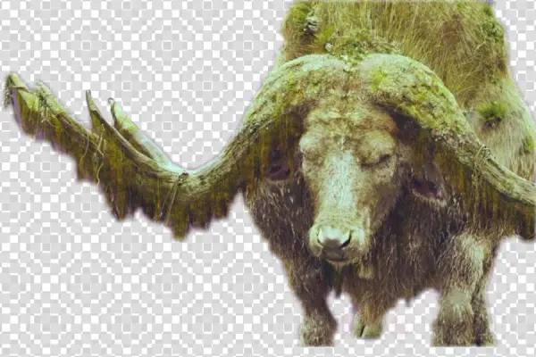 Kong Png