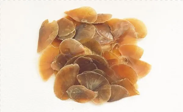 Shells Png