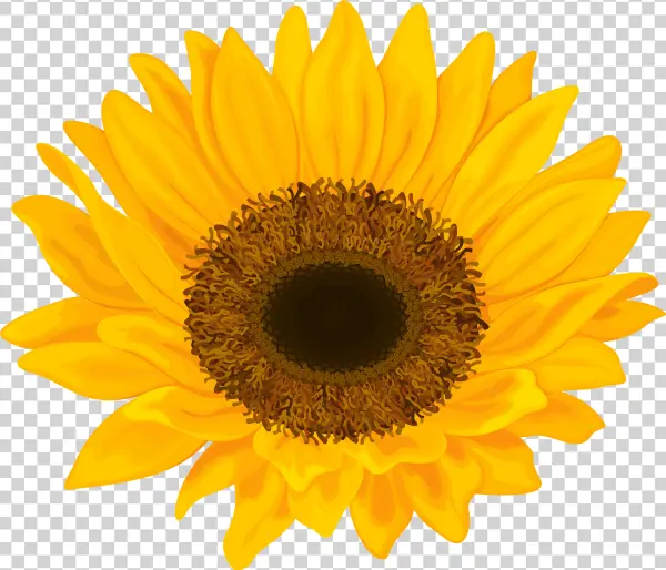 Sun Flower Png