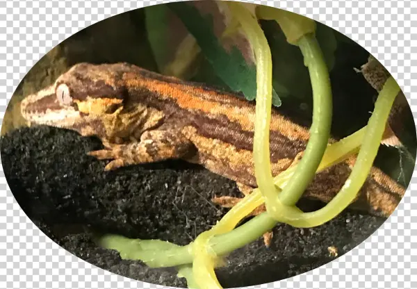 Teeny Dragons