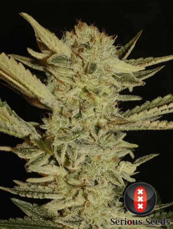 Weed Plants Png