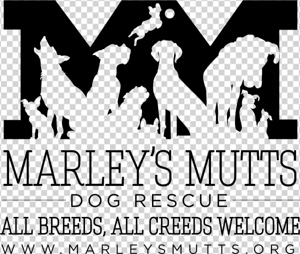 Tough Mudder For Marley's Mutts Photo