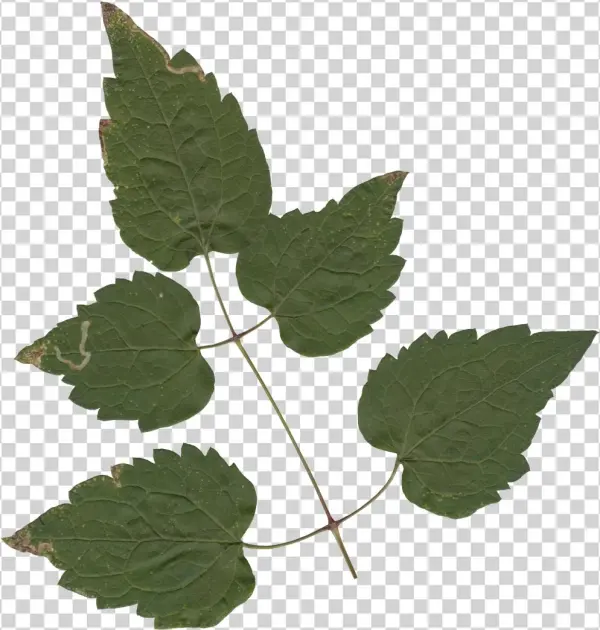 Nature Leaves - Maple