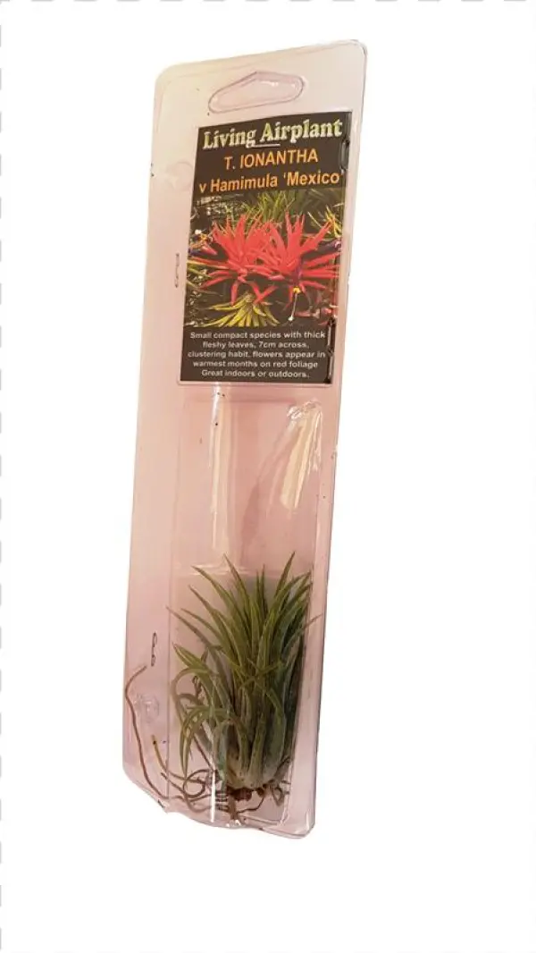 50mm Air Plant - Hierochloe