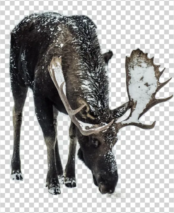 Deer Sticker