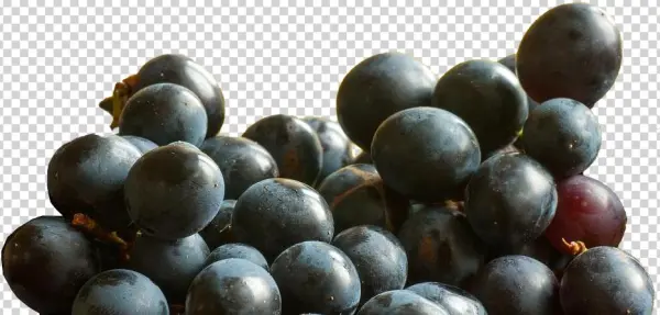 Seedless Fruit
