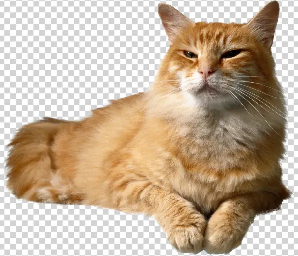 Cat Png Transparent