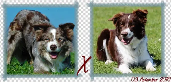Contact - Australian Collie