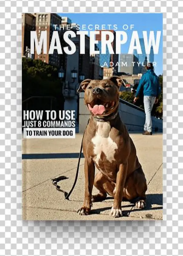 Masterpaw - Com - Dog Catches Something