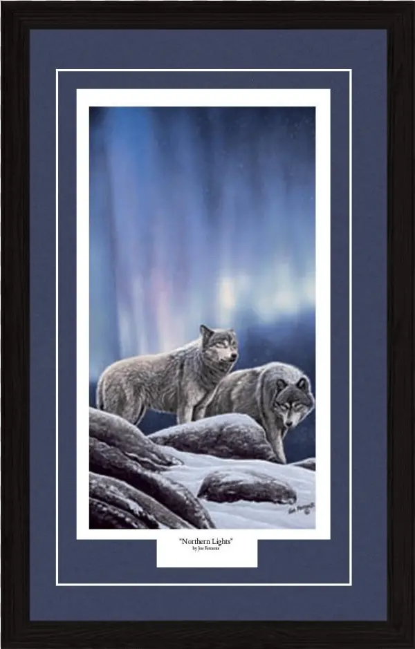 Northern Lights - Cougar