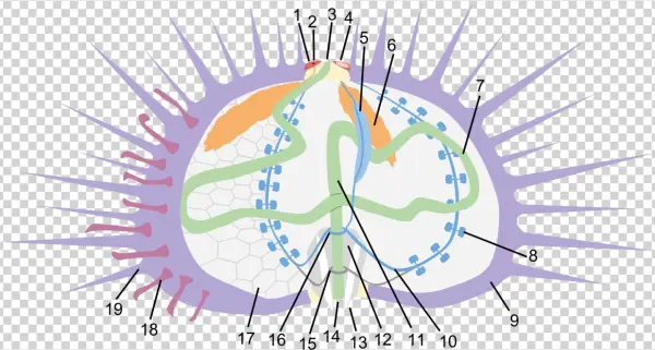 Sea Urchin Anatomy - Anatomy