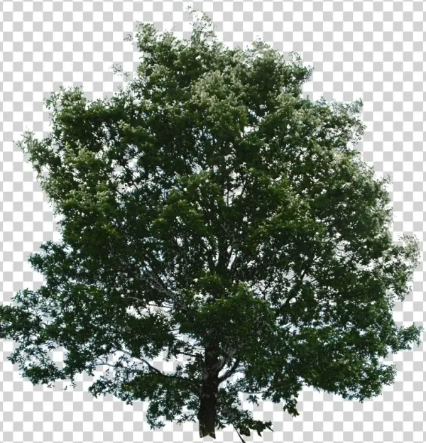 Trees