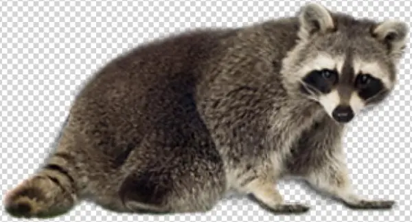 Amazing Animals: Raccoons [book]