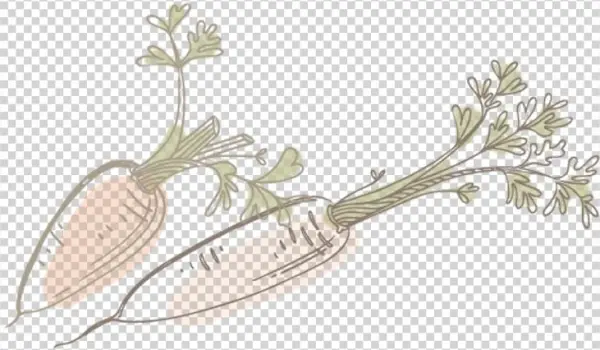 Food - Illustration