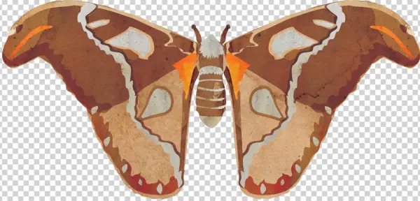 Gonimbrasia Belina