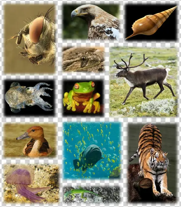 Kingdom Of Animals - Tiger Journal #4: Blank 100 Page Lined Journal For