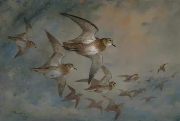 Sandpiper