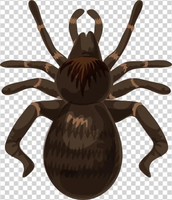 Spider Png