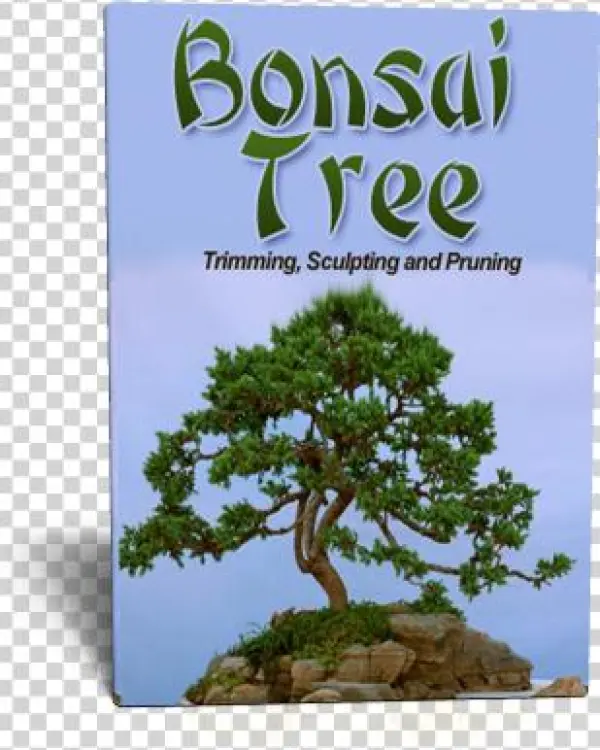 Bonsai
