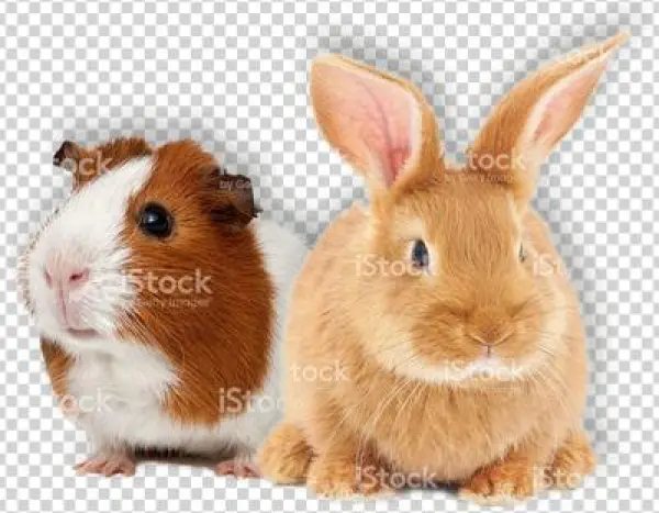 Fresh Pine Chew Log For Rabbits By Sungrow - 100% Natural