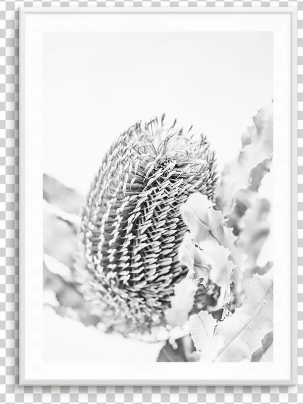Png Free Banksia B W No I Native Botanical - Banksia