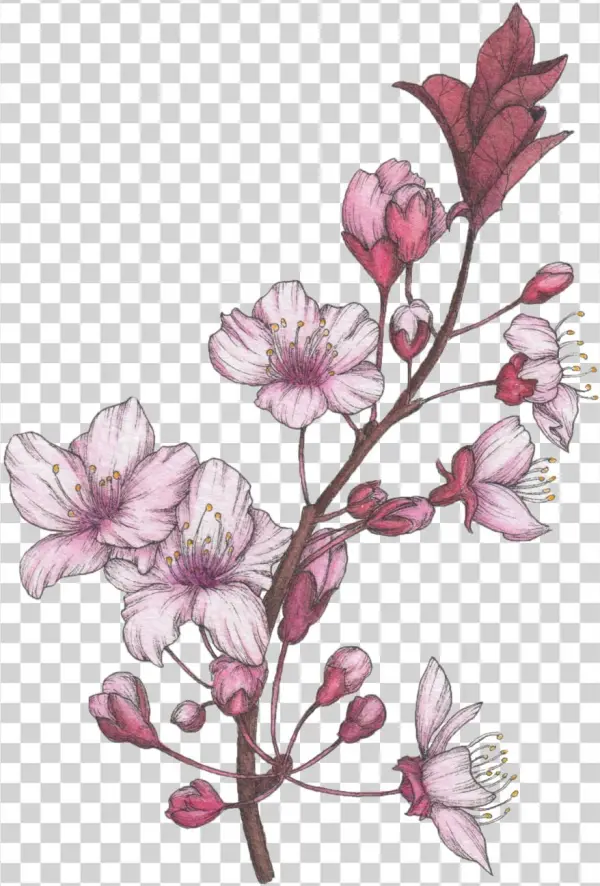 Blossom