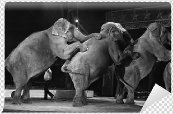 Circus