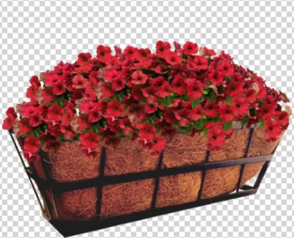 Hazzard's Seeds Petunia-spreading Easy Wave Velour