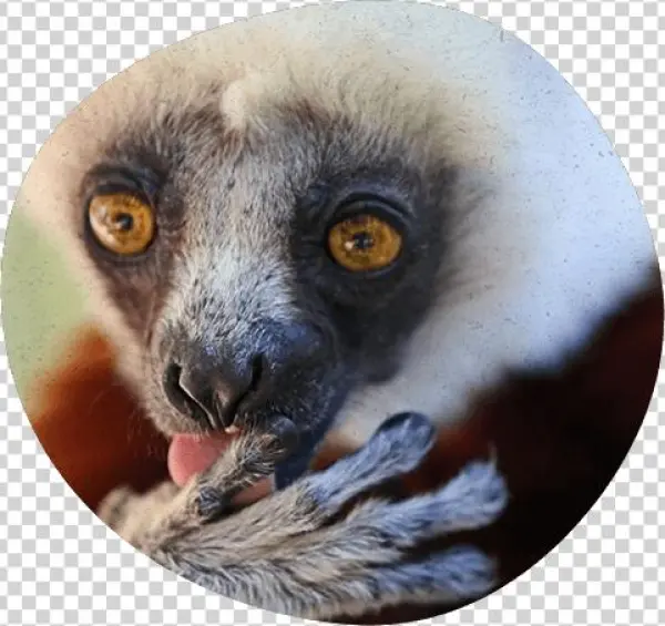 How's My Hair - Lemuriformes