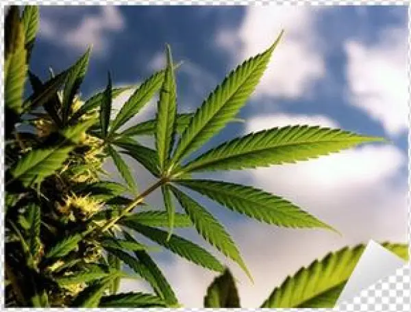 Le Cannabis En Questions ; Santé Mentale, Dépendance,