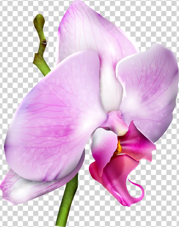 Orchid Png