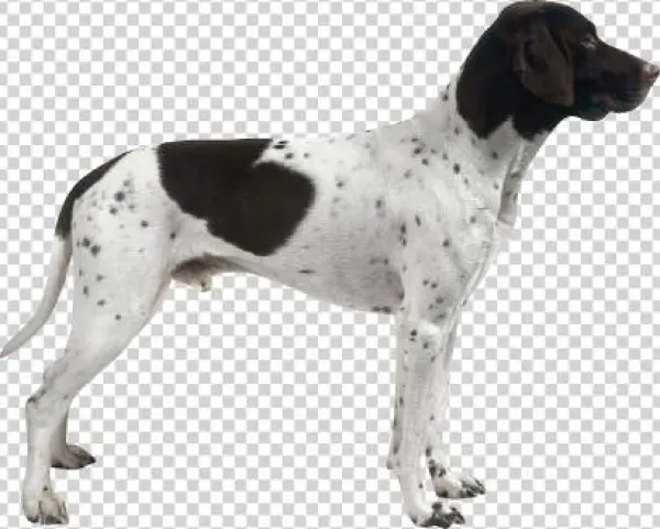 Pointer - French Pointer Black And White