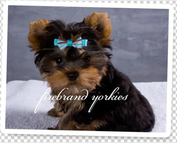 Quality Yorkshire Terrier Breeder - News