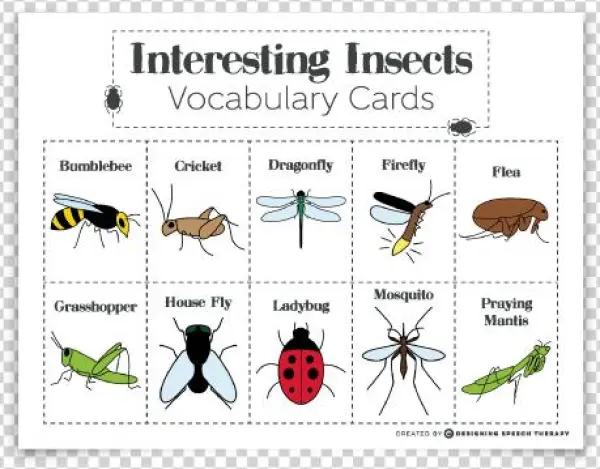 Interesting Insects Educational Product