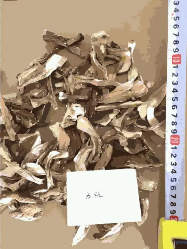 Scrap - Shiitake