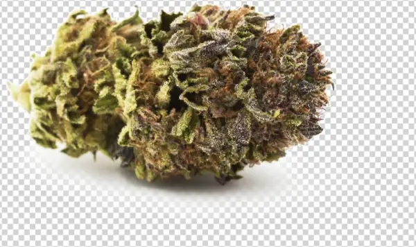Blue City Diesel - - Cyclopia